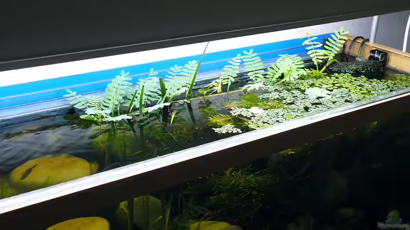 Wassermimose - 11.08.2011 von bergfrau (32)