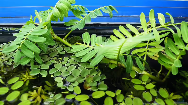 Wassermimose - 17.07.2011 von bergfrau (30)