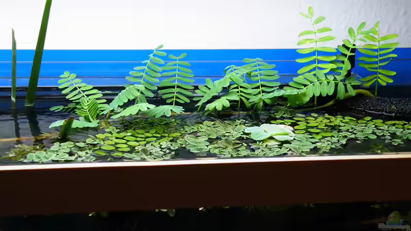 Wassermimose - 28.07.2011 von bergfrau (31)