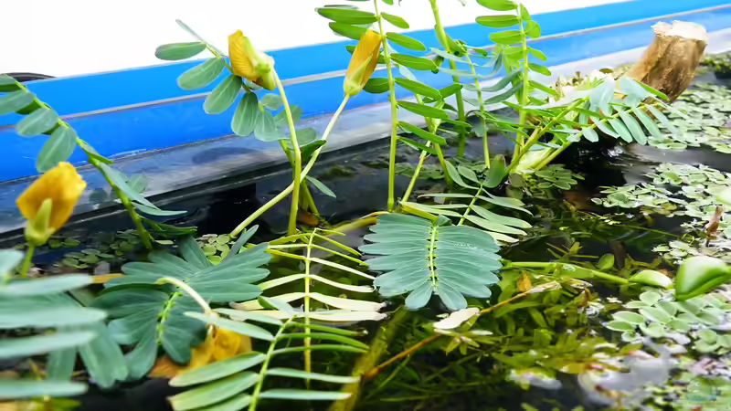 Wassermimose mit Blüten - 25.10.2011 von bergfrau (19)