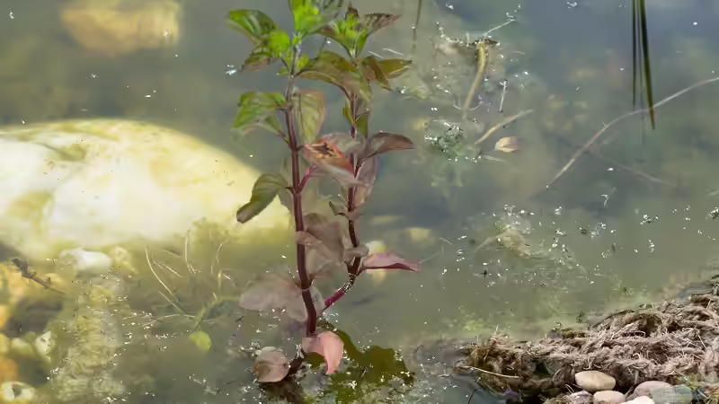Wasserminze  (Mentha aquatica) 19.06.2019 von Acki50 (25)