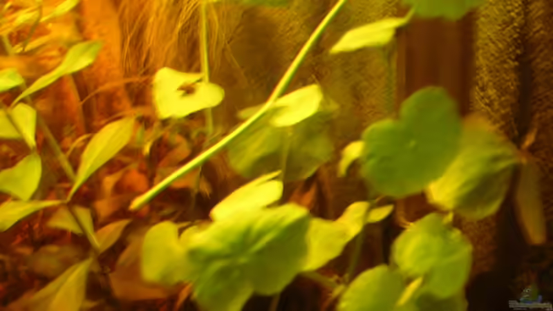 Wassernabel 07.06.2012 von Südamerikafreak BK (19)