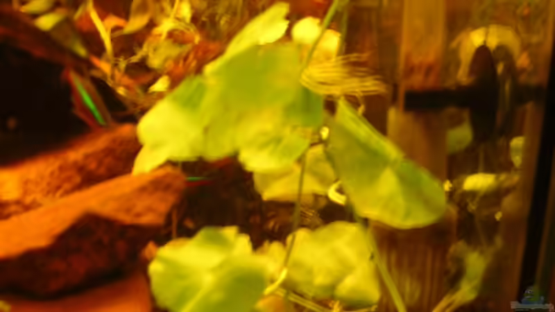 Wassernabel am 08.05.2012 von Südamerikafreak BK (22)