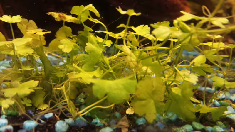 Wassernabel (über eine genau deutsche Bezeichnung würd ich mich freuen) von mamo2000 (18)