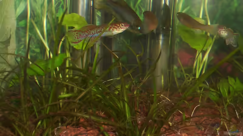 Wassernabel von Annett F. (3)