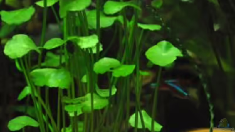 Wassernabel von Garfield (13)