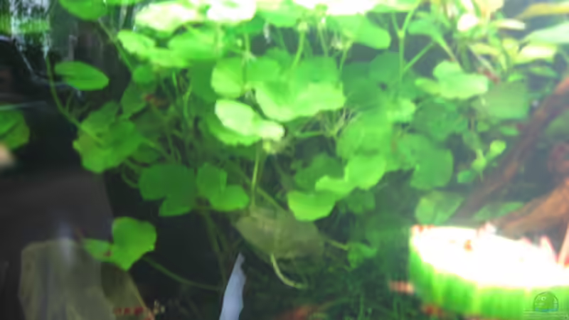 Wassernabel von Gerd Zimmermann (9)