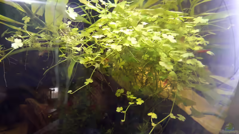 Wassernabel von Glücksscherbe (4)