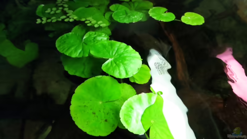 Wassernabel von Jan S. (19)