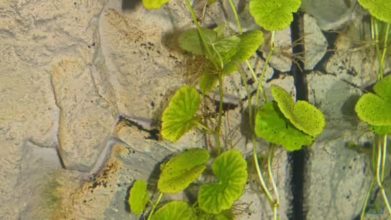 Wassernabel von Springer (15)