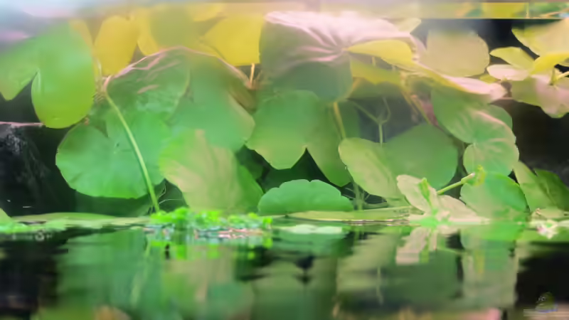 Wassernabel wächst von der Rückwand aus ins Aquarium von Jan S. (25)