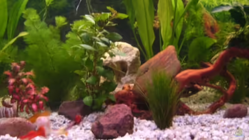 Wassernixe von Brianna (2)