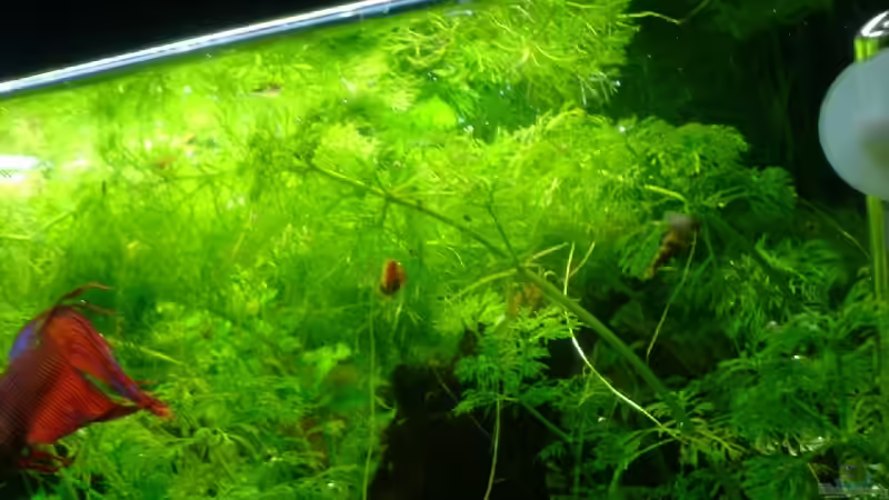 wassernixe von Joschka Bienhüls (4)