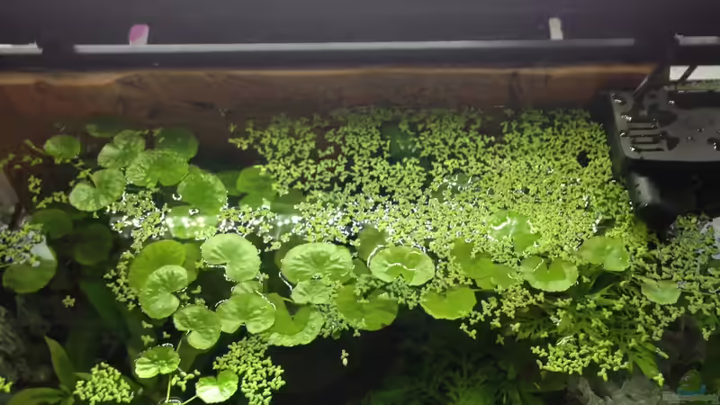 Wasseroberfläche mit Wasserlinsen und Hydroctyle leucocephala von Große-Blubbel-Kleine-Blubbel (7)