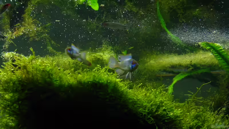 Wasseroberfläche voller Luftbläschen von johnK (30)