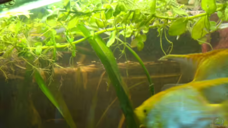 Wasseroberfläche von B1gT4nk (6)