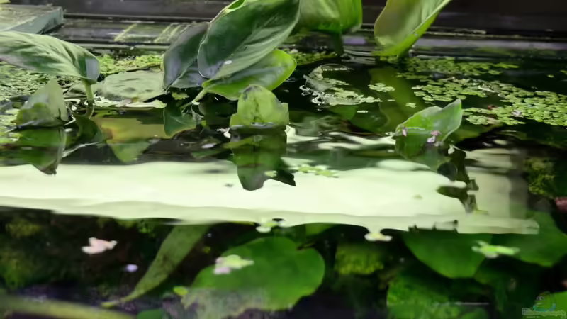 Wasseroberfläche von Morten (9)