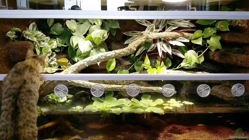 Wasserpart mit Schwimmpflanzen von Hoppe-Terrarienbau (7)