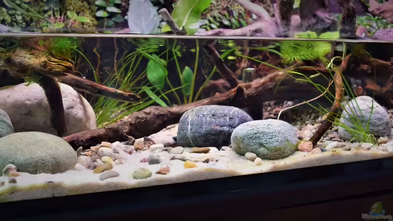 Wasserpart von Junglist (5)