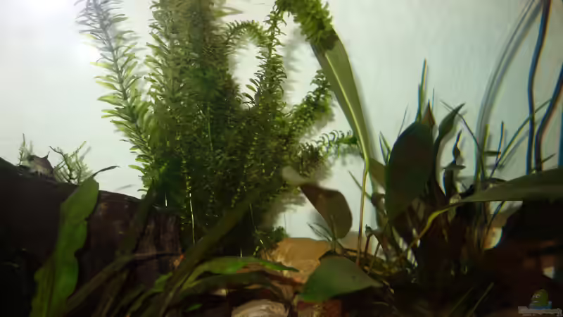 Wasserpest...  von NOWI1976 (10)