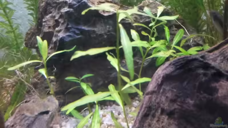 Wasserpest - Egeria densa (Hintergrund) und Indischer Wasserfeund - Hygrophila polysperma (Vordergrund) von Dreadnought (27)