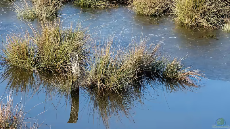 Wasserpest, Hornkraut und andere Unterwasserpflanzen - muss man im Herbst überhaupt eingreifen?