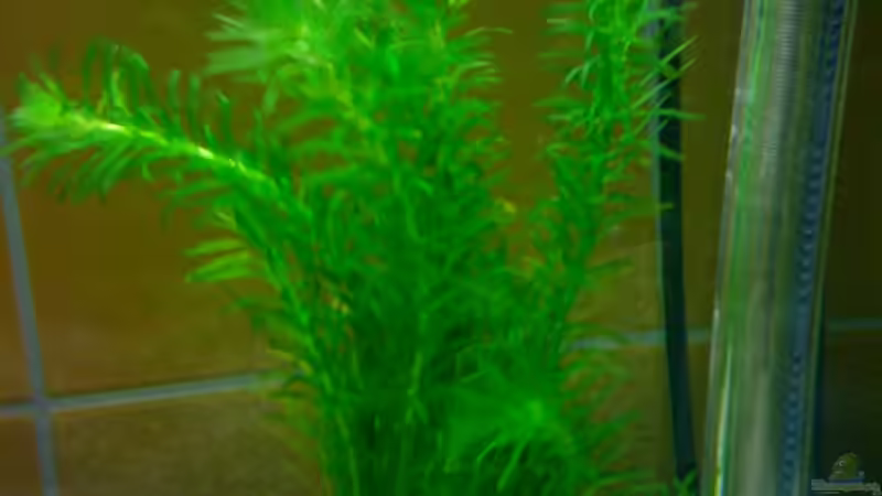 Wasserpest (21.11.12) von Timo Aqua (4)