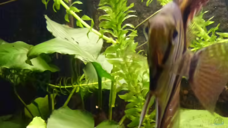 Wasserpest als Schwimmpflanze von Mad Max (8)