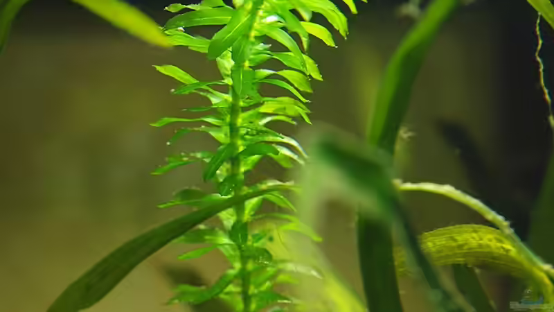 Wasserpest Detail von rapid (8)