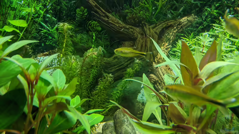 Wasserpest (Egeria) 11.06.2020 von Ameisenalex (39)