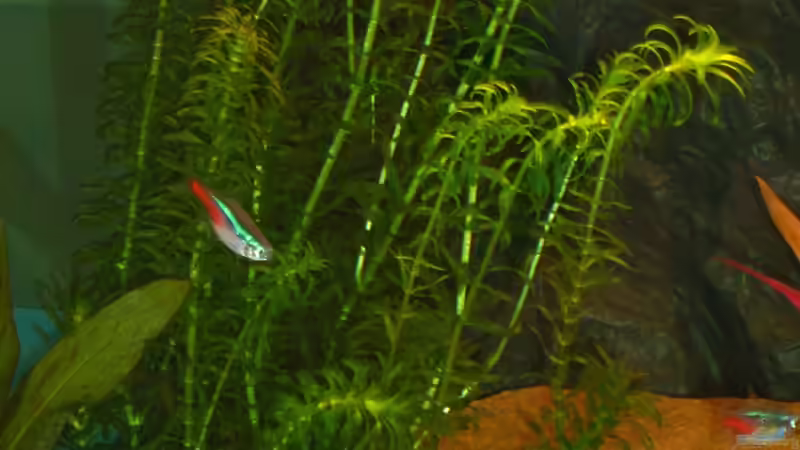 Wasserpest (Elodea densa) von Jens und Nancy Döring (8)