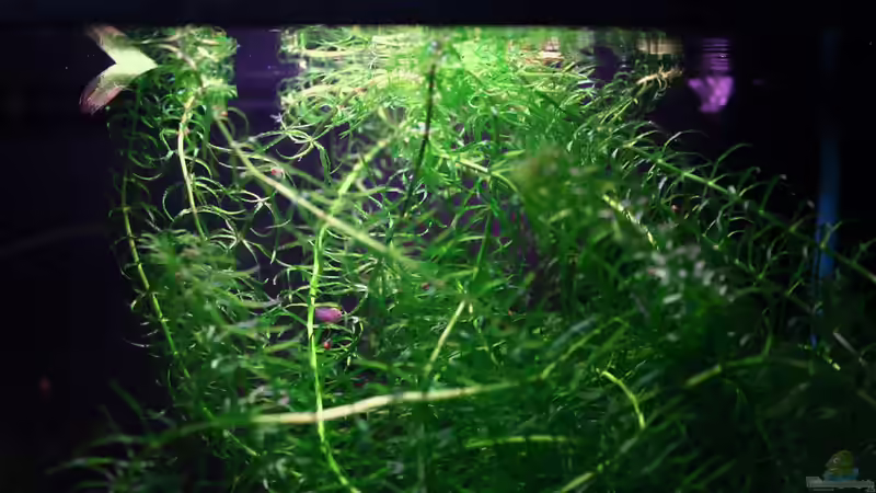 Wasserpest ist doch immer toll...besonders biologisch! Amerikanische Version. von vixen (11)