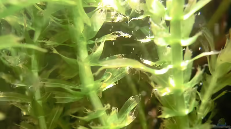 Wasserpest nach dem Einsetzen - etwas kümmerlich, aber perlt schon 21.07.2016 von Laufilauf (12)