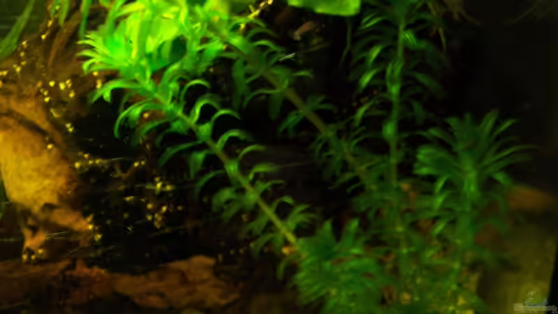 Wasserpest und Anubia Barterie 01.03.2015 von Schratze (31)