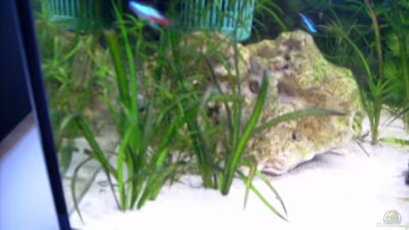 Wasserpest und breitblättriges Pfeilkraut von Anamorph (4)