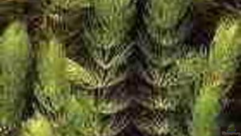 Wasserpest von Dasy (12)