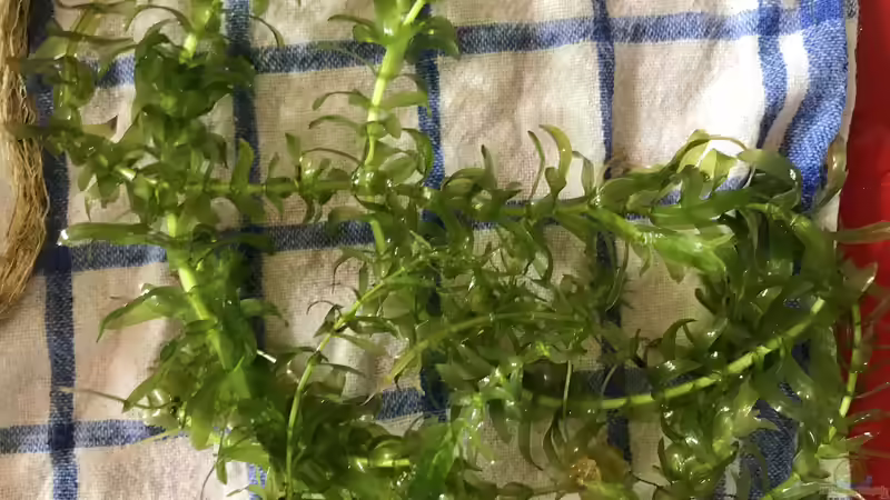 Wasserpest von Günnis Medaka Refugium (12)