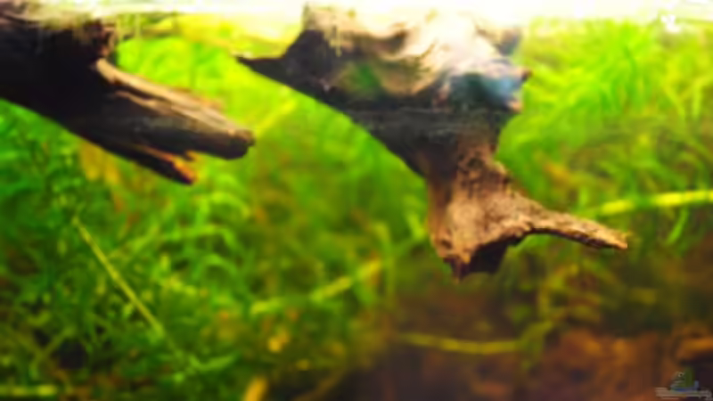 Wasserpest von holzmichel (7)