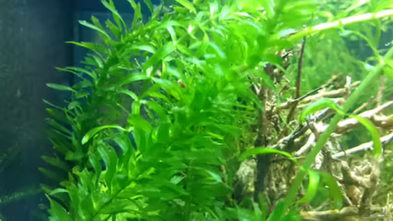 Wasserpest von Jahira (6)