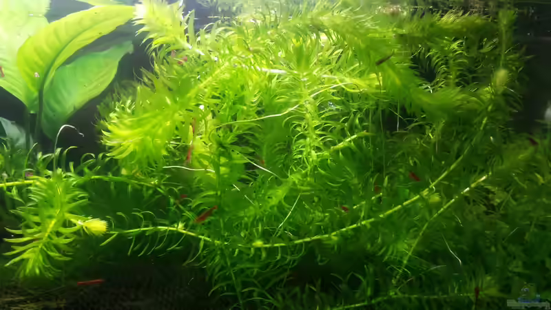 Wasserpest von JohnnyWishbone (6)