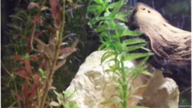 Wasserpest von Kerstin Zänker (7)