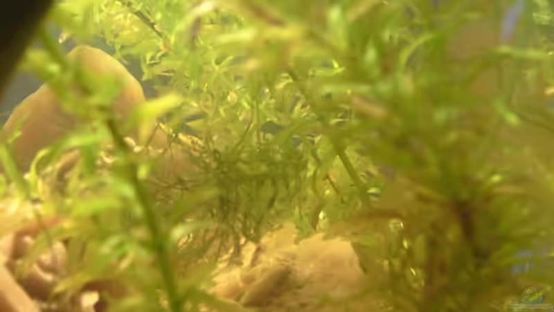 Wasserpest von Lorenz Graf (3)