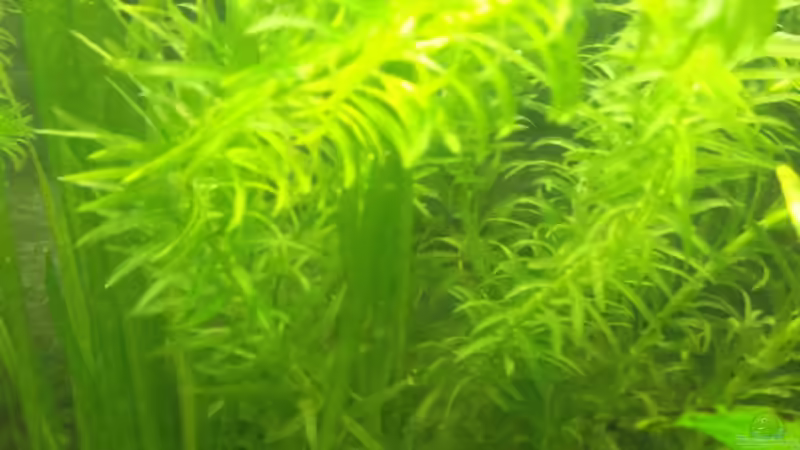 Wasserpest von Maggie Blue (15)