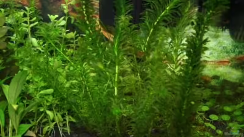 Wasserpest von Malawi (10)