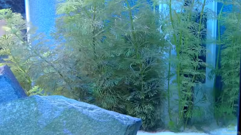 Wasserpest von Marc Strubel (11)