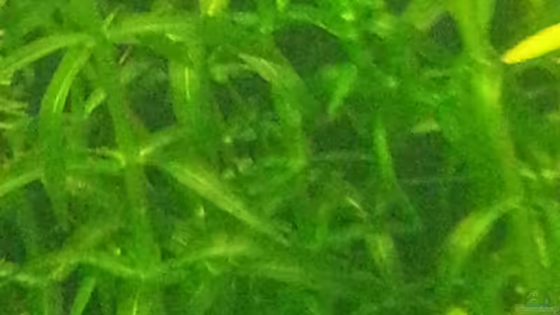 Wasserpest von Marcel Witt (11)