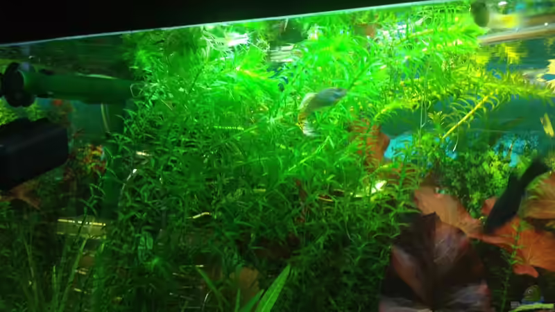 Wasserpest von Pflanzenbecken (12)