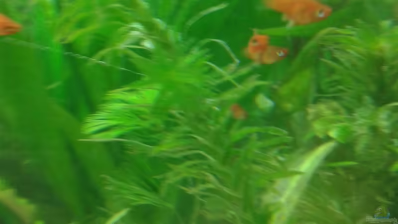 Wasserpest von Reinhold Berk (5)