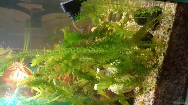 Wasserpest von SvenDerGroße (6)