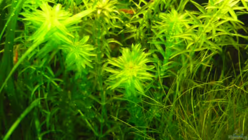 Wasserpest von Wels (11)